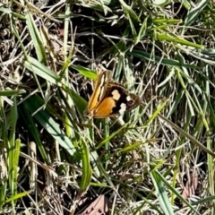 Heteronympha merope at Aranda, ACT - 6 Apr 2024