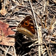 Junonia villida (Meadow Argus) at Aranda, ACT - 6 Apr 2024 by KMcCue