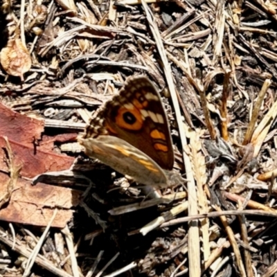 Junonia villida (Meadow Argus) at Aranda, ACT - 6 Apr 2024 by KMcCue