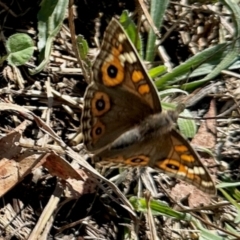 Junonia villida at Aranda, ACT - 6 Apr 2024