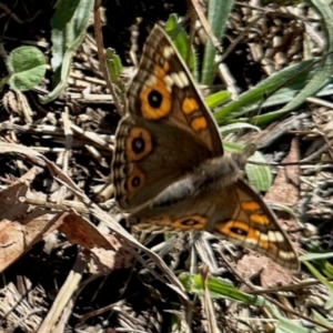 Junonia villida at Aranda, ACT - 6 Apr 2024