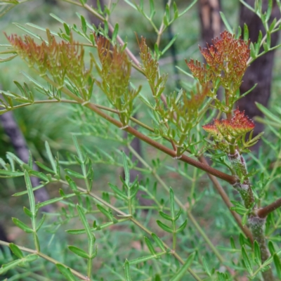 Polyscias sambucifolia subsp. Bipinnate leaves (J.H.Ross 3967) Vic. Herbarium (Ferny Panax) at Mongarlowe River - 13 Feb 2024 by RobG1