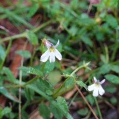 Lobelia purpurascens (White Root) at Monga, NSW - 13 Feb 2024 by RobG1