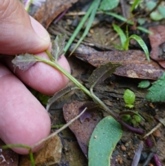 Lobelia purpurascens at QPRC LGA - 14 Feb 2024