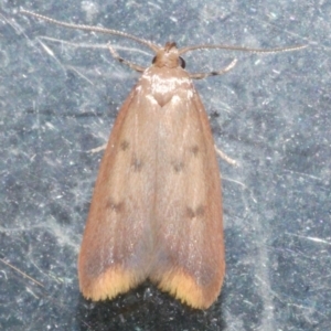 Tachystola acroxantha at Freshwater Creek, VIC - 21 Feb 2024 10:22 PM