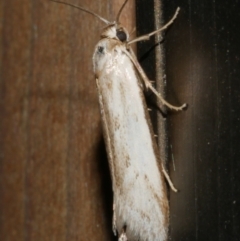Philobota (genus) (Unidentified Philobota genus moths) at WendyM's farm at Freshwater Ck. - 21 Feb 2024 by WendyEM