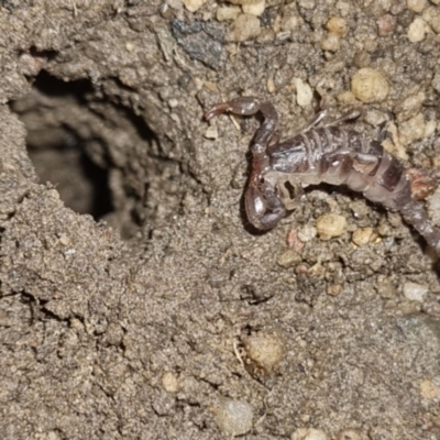 Cercophonius squama (Wood Scorpion) at Bungendore, NSW - 7 Apr 2024 by clarehoneydove