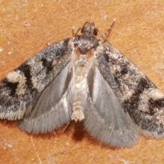 Barea zygophora (Concealer Moth) at WendyM's farm at Freshwater Ck. - 21 Feb 2024 by WendyEM