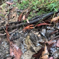 Engaeus cymus (Blunt Nosed Burrowing Crayfish.) at Lower Cotter Catchment - 6 Apr 2024 by NMenzies