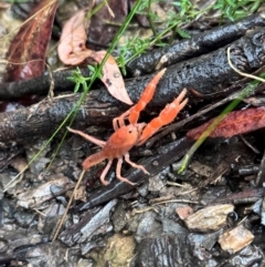 Engaeus cymus at Lower Cotter Catchment - 6 Apr 2024