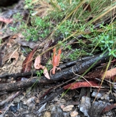 Engaeus cymus at Lower Cotter Catchment - 6 Apr 2024 08:46 AM