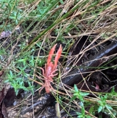 Engaeus cymus at Lower Cotter Catchment - 6 Apr 2024 08:46 AM