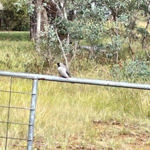 Manorina melanocephala at Mount Ainslie to Black Mountain - 7 Apr 2024