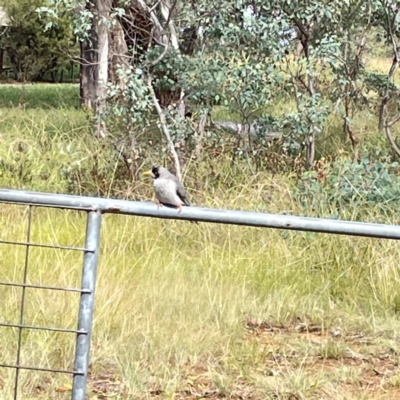 Manorina melanocephala (Noisy Miner) at Campbell, ACT - 7 Apr 2024 by Hejor1