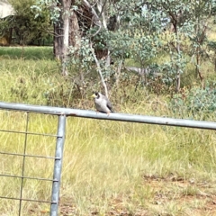 Manorina melanocephala at Mount Ainslie to Black Mountain - 7 Apr 2024 01:16 PM