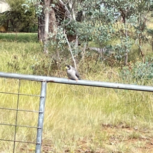 Manorina melanocephala at Mount Ainslie to Black Mountain - 7 Apr 2024