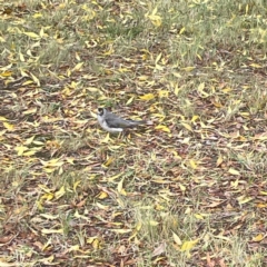 Manorina melanocephala at Mount Ainslie to Black Mountain - 7 Apr 2024