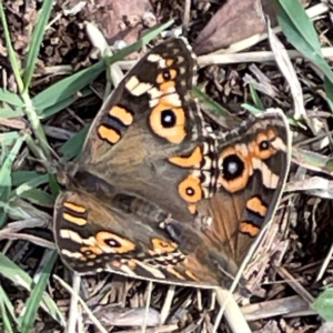 Junonia villida at Mount Ainslie to Black Mountain - 7 Apr 2024 01:18 PM