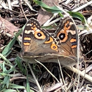 Junonia villida at Mount Ainslie to Black Mountain - 7 Apr 2024 01:18 PM