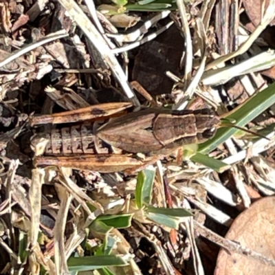 Phaulacridium vittatum (Wingless Grasshopper) at Mount Pleasant - 7 Apr 2024 by Hejor1