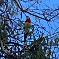 Platycercus eximius (Eastern Rosella) at Campbell, ACT - 7 Apr 2024 by Hejor1