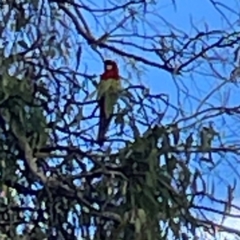 Platycercus eximius at Mount Ainslie to Black Mountain - 7 Apr 2024