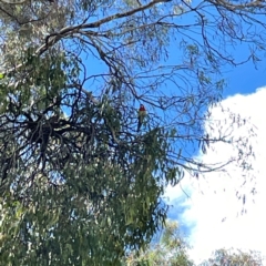 Platycercus eximius at Mount Ainslie to Black Mountain - 7 Apr 2024