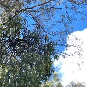 Platycercus eximius at Mount Ainslie to Black Mountain - 7 Apr 2024 01:21 PM