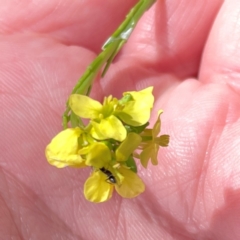 Hirschfeldia incana (Buchan Weed) at Mount Pleasant - 7 Apr 2024 by Hejor1
