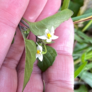 Solanum nigrum at Mount Pleasant - 7 Apr 2024