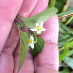 Solanum nigrum (Black Nightshade) at Mount Ainslie to Black Mountain - 7 Apr 2024 by Hejor1
