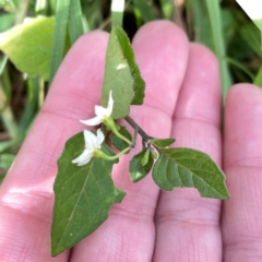 Solanum nigrum at Mount Pleasant - 7 Apr 2024