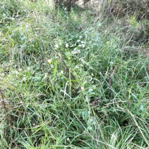 Solanum nigrum at Mount Pleasant - 7 Apr 2024