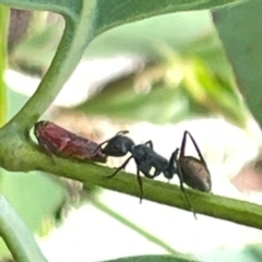 Formicidae (family) (Unidentified ant) at Mount Ainslie to Black Mountain - 7 Apr 2024 by Hejor1