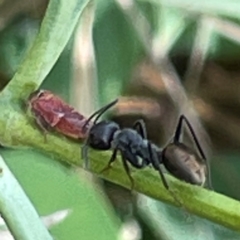 Camponotus suffusus at Mount Pleasant - 7 Apr 2024 01:26 PM