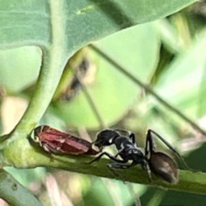 Camponotus suffusus at Mount Pleasant - 7 Apr 2024 01:26 PM