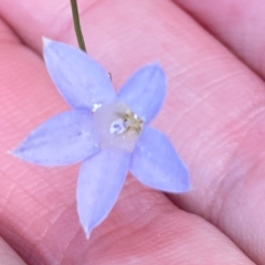 Wahlenbergia capillaris (Tufted Bluebell) at Campbell, ACT - 7 Apr 2024 by Hejor1