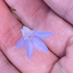 Wahlenbergia capillaris at Mount Pleasant - 7 Apr 2024