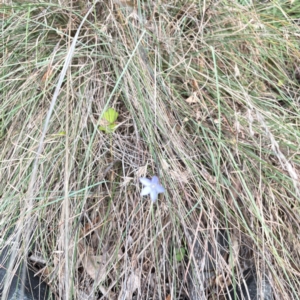 Wahlenbergia capillaris at Mount Pleasant - 7 Apr 2024 01:40 PM