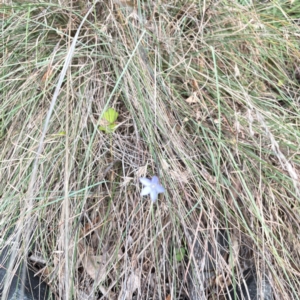 Wahlenbergia capillaris at Mount Pleasant - 7 Apr 2024