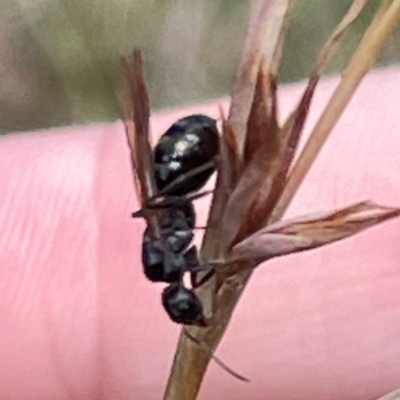 Notoncus sp. (genus) (A Notoncus ant) at Mount Pleasant - 7 Apr 2024 by Hejor1