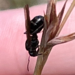 Formicidae (family) at Mount Pleasant - 7 Apr 2024