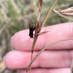 Formicidae (family) at Mount Pleasant - 7 Apr 2024