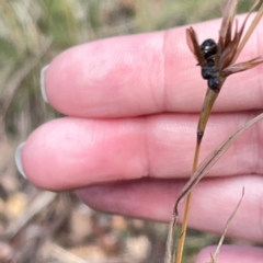 Formicidae (family) at Mount Pleasant - 7 Apr 2024