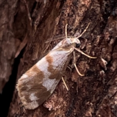 Anestia ombrophanes (Anestia ombrophanes) at Mount Ainslie to Black Mountain - 7 Apr 2024 by Hejor1