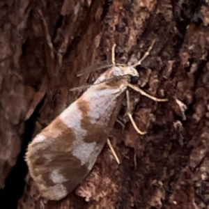 Anestia ombrophanes at Mount Ainslie to Black Mountain - 7 Apr 2024