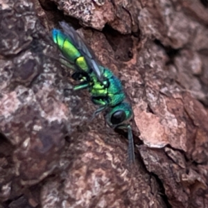 Chrysididae (family) at Mount Pleasant - 7 Apr 2024