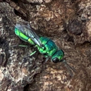 Chrysididae (family) at Mount Pleasant - 7 Apr 2024