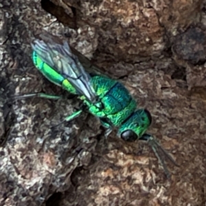 Chrysididae (family) at Mount Pleasant - 7 Apr 2024