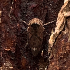 Cicadellidae (family) at Mount Pleasant - 7 Apr 2024